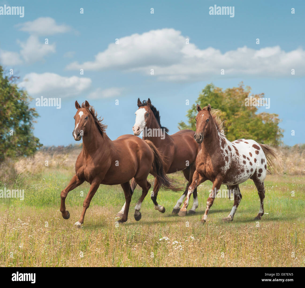 Appaloosas quarter horse hires stock photography and images Alamy