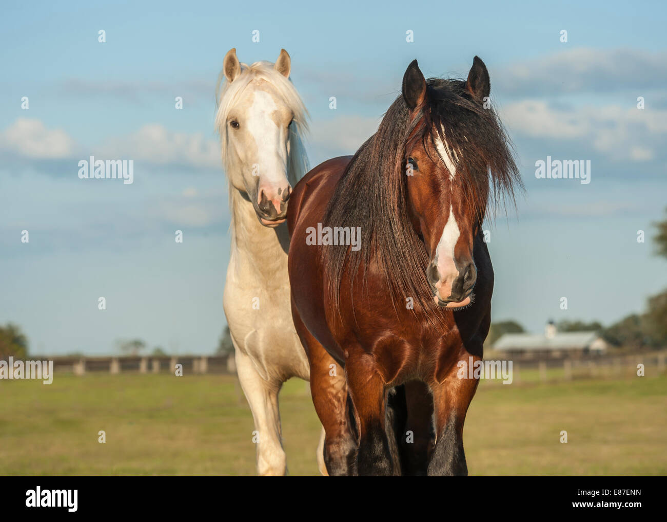 Gypsy Vanner Horse colts play Stock Photo