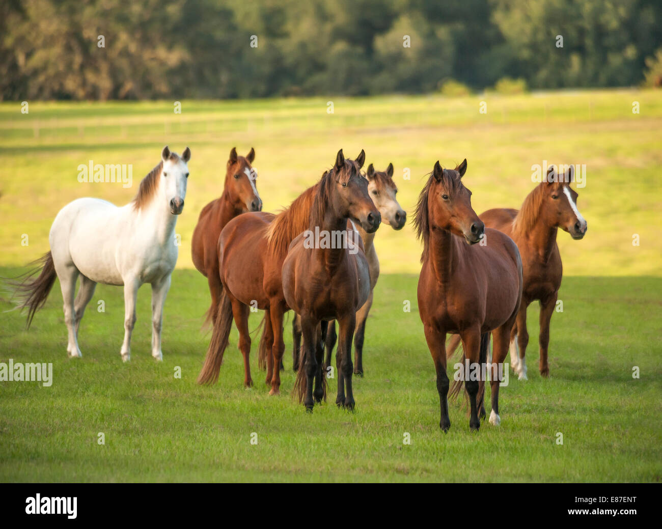 Herd of Paso Fino horse mares Stock Photo