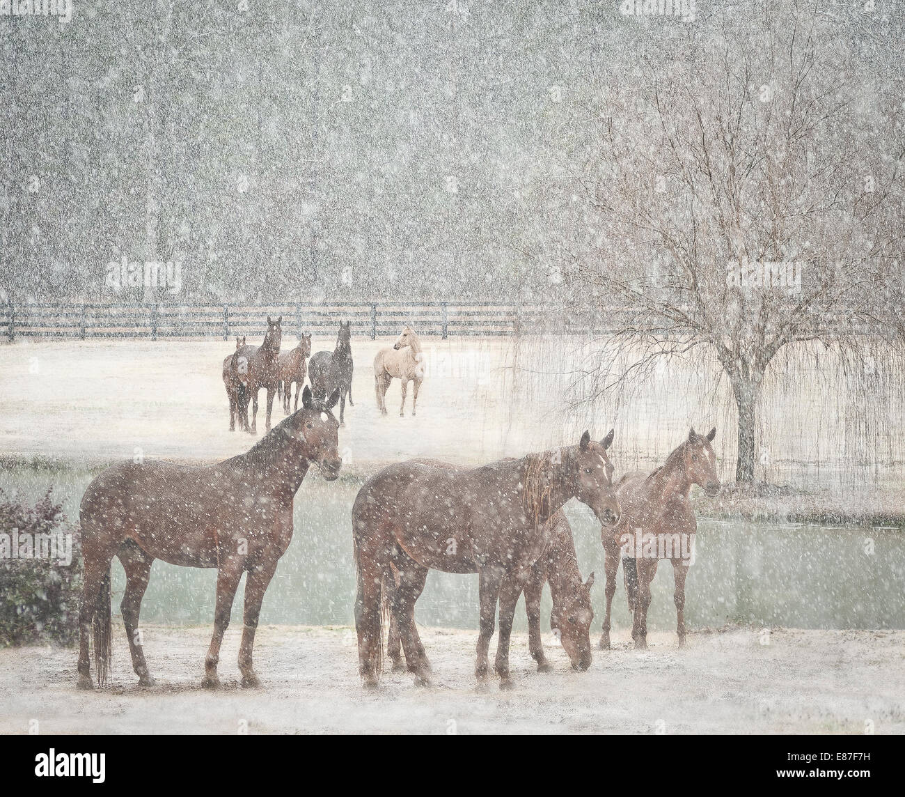 Herd of mares in snow storm Stock Photo