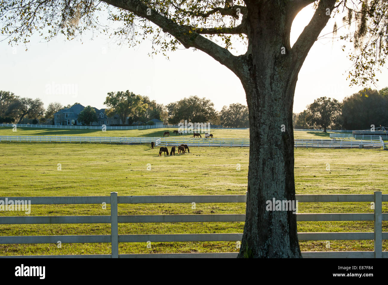 Horse farm in Ocala FL Stock Photo Alamy