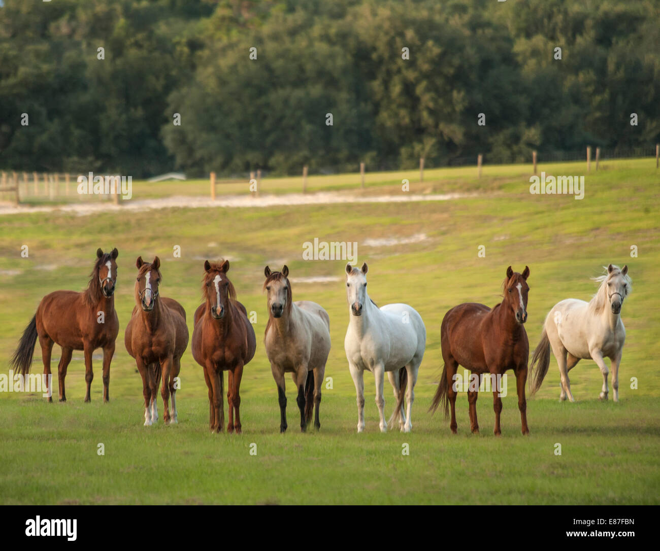 Herd of Paso Fino horse mares Stock Photo