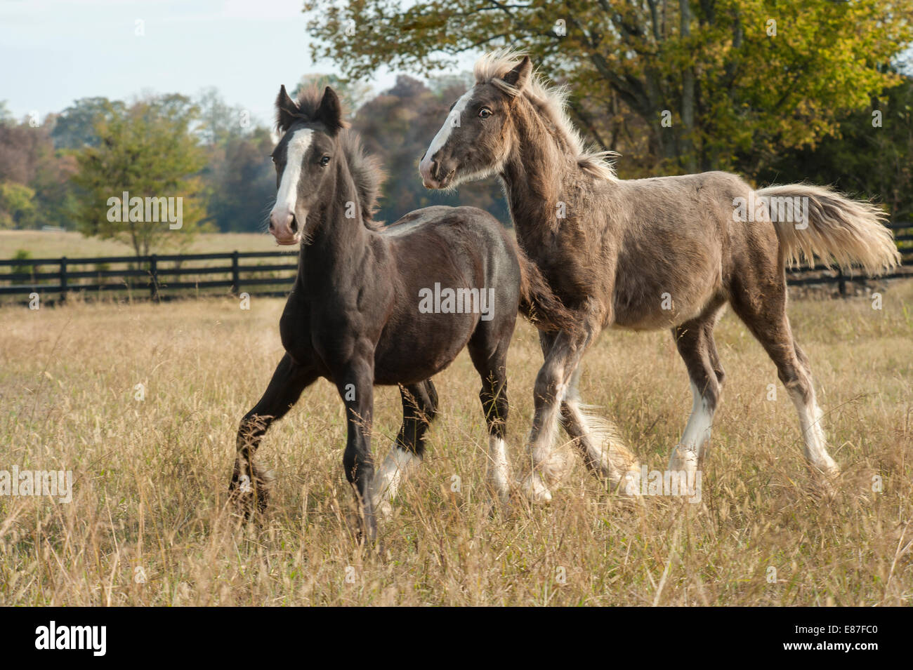 Gypsy Vanner Horse weanling foals. Stock Photo