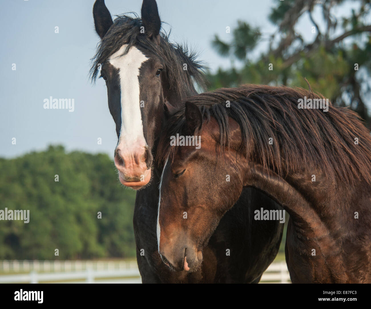 Shire Draft horse yearlings Stock Photo