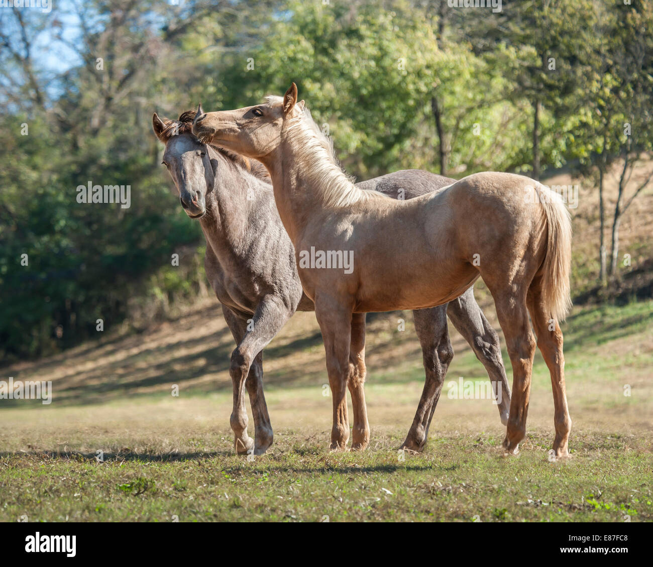 Quarter Horse weanlings play Stock Photo