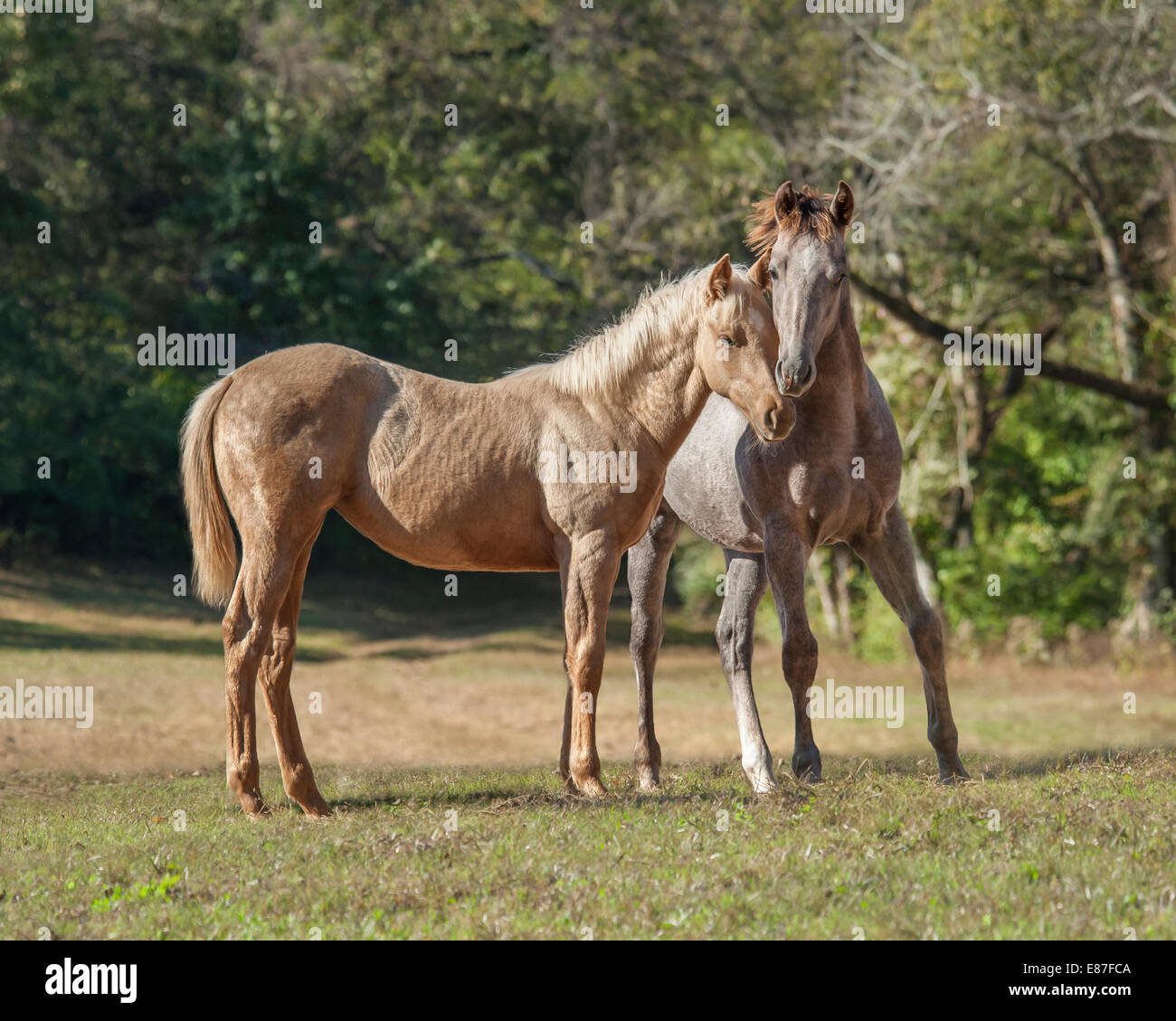 Quarter Horse weanlings Stock Photo