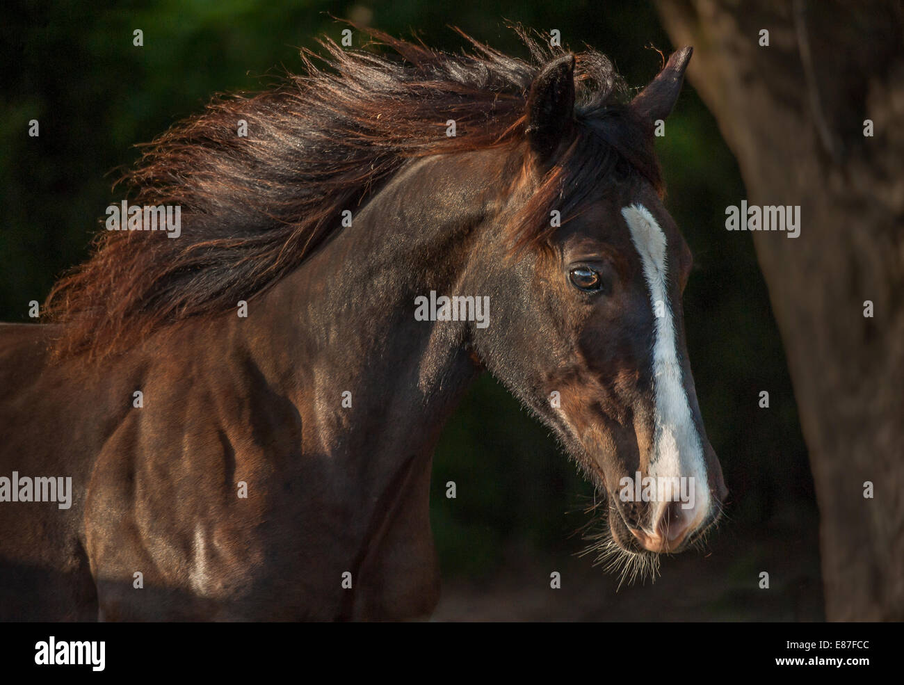 Gypsy Vanner Horse colt Stock Photo