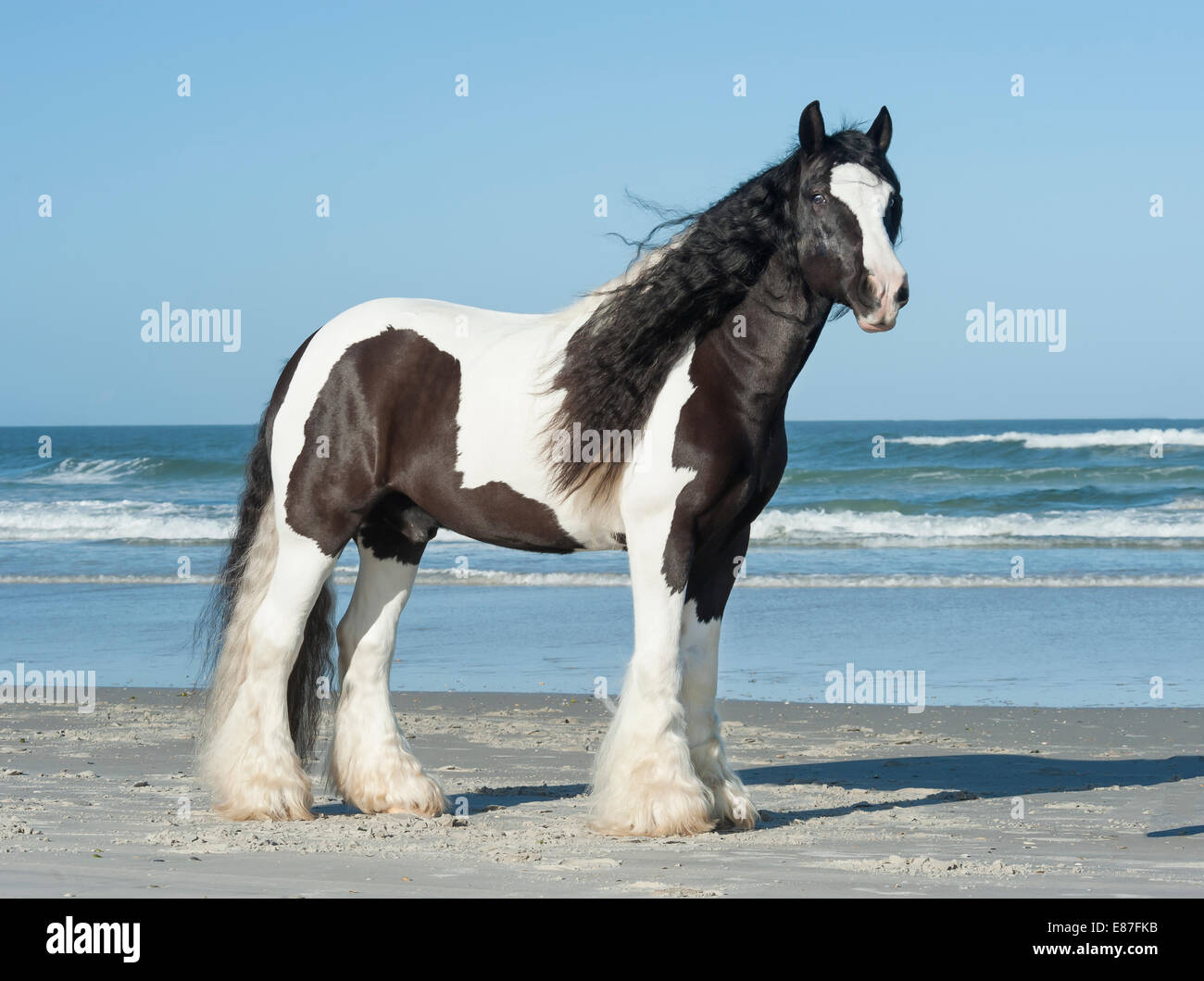 Gelding Gypsy Vanner Horse on ocean shore Stock Photo