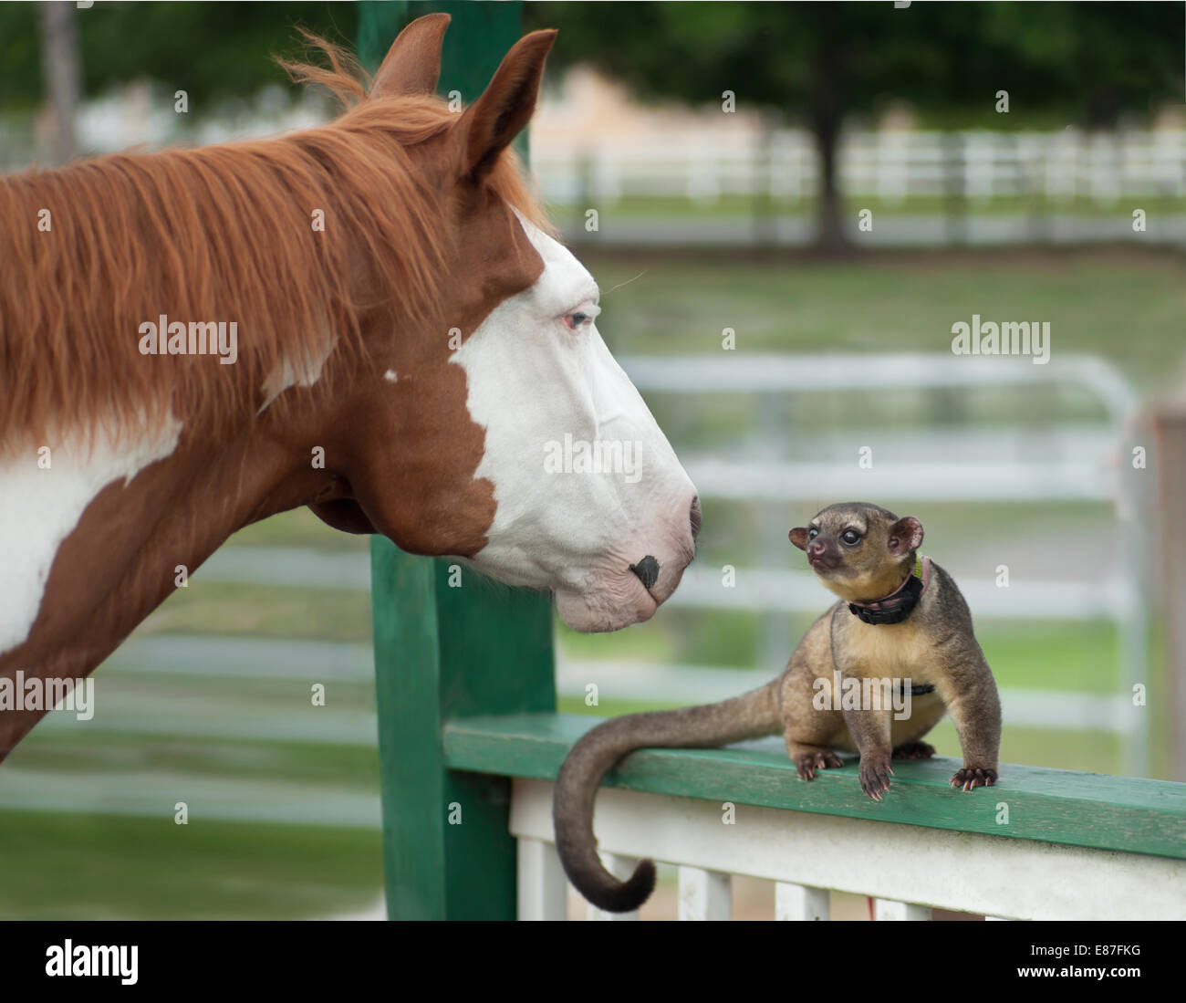 Kinkajou and horse Stock Photo