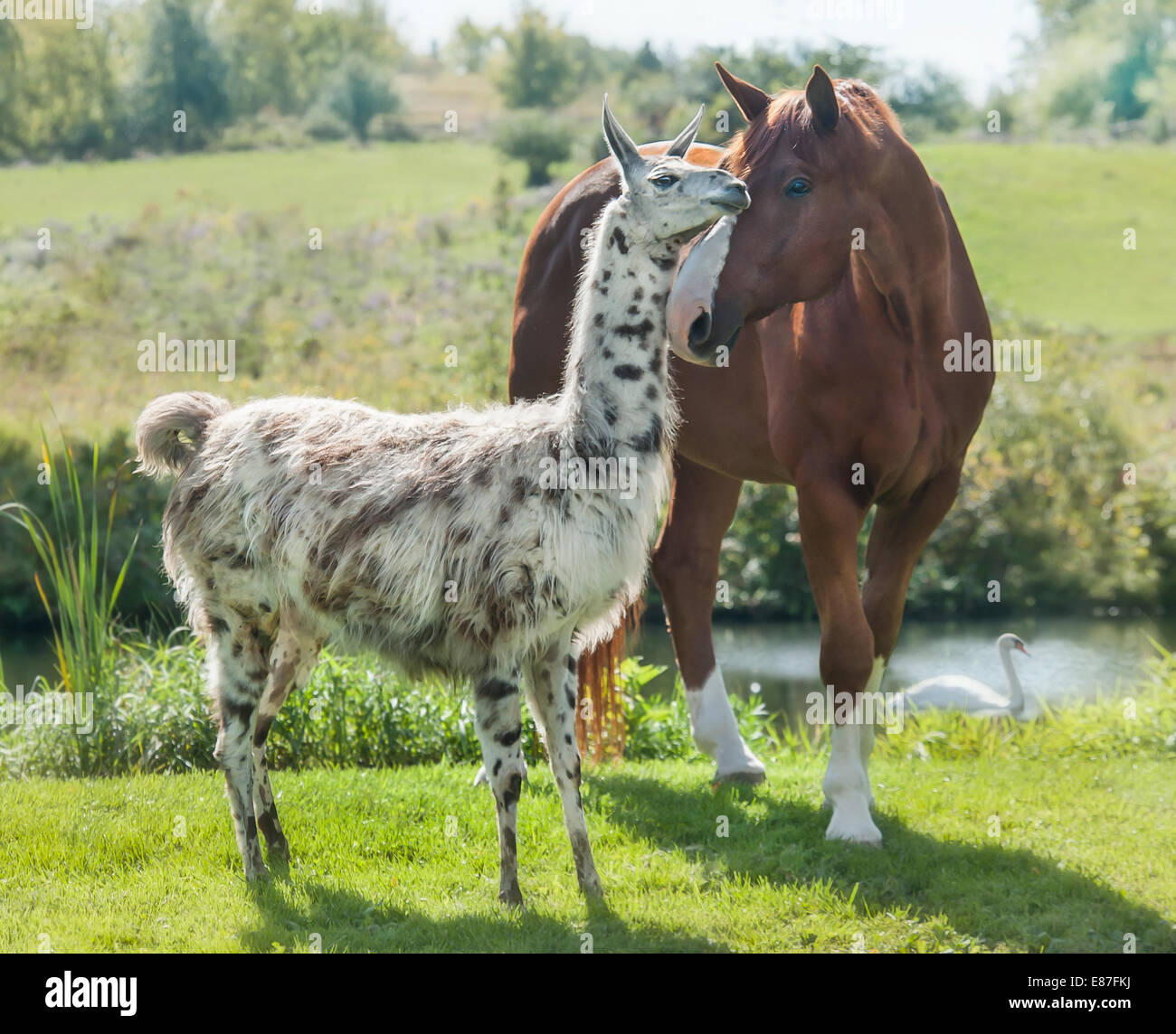 LLama and stallion Stock Photo