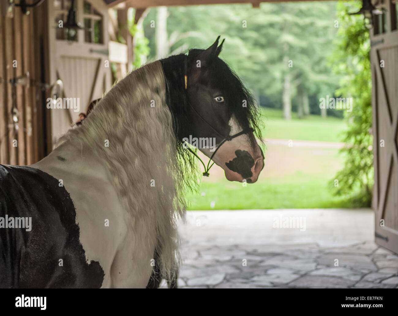 Gypsy Vanner horse stallion in barn isleway Stock Photo