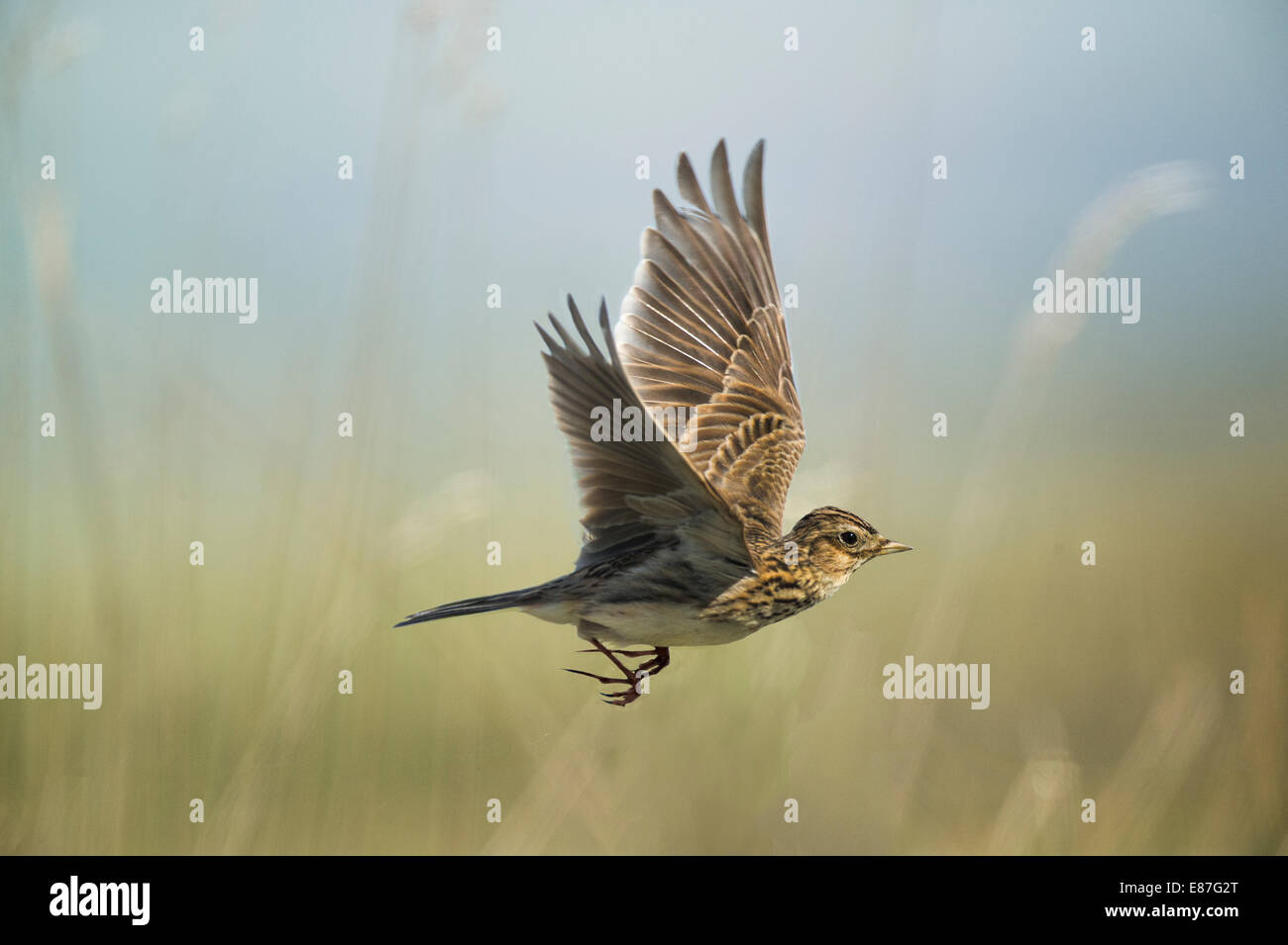 Skylark Flying High Resolution Stock Photography And Images Alamy
