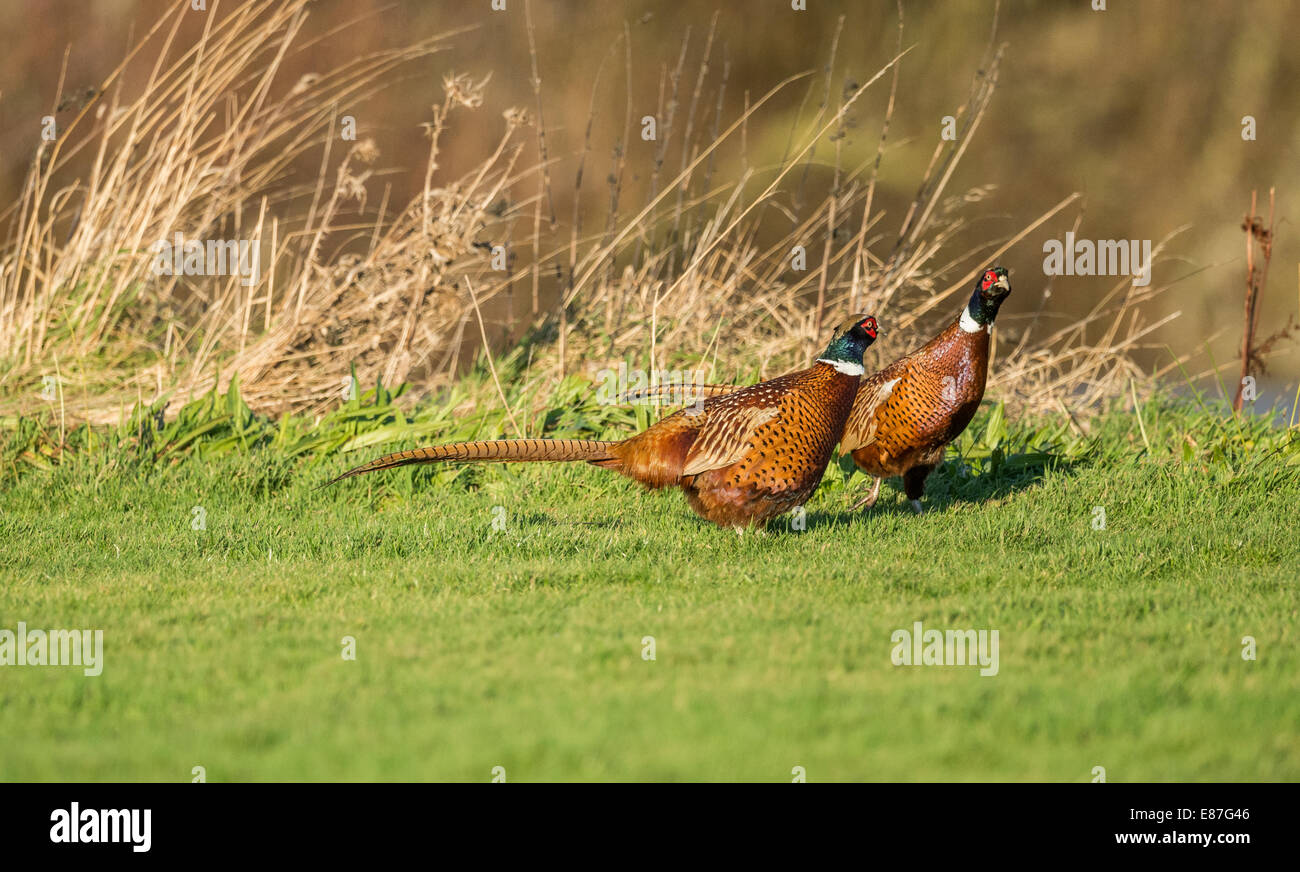 Two Pheasants on the grass in front of a pond Stock Photo