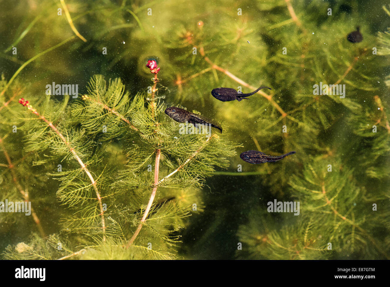 Tadpoles pond hires stock photography and images Alamy