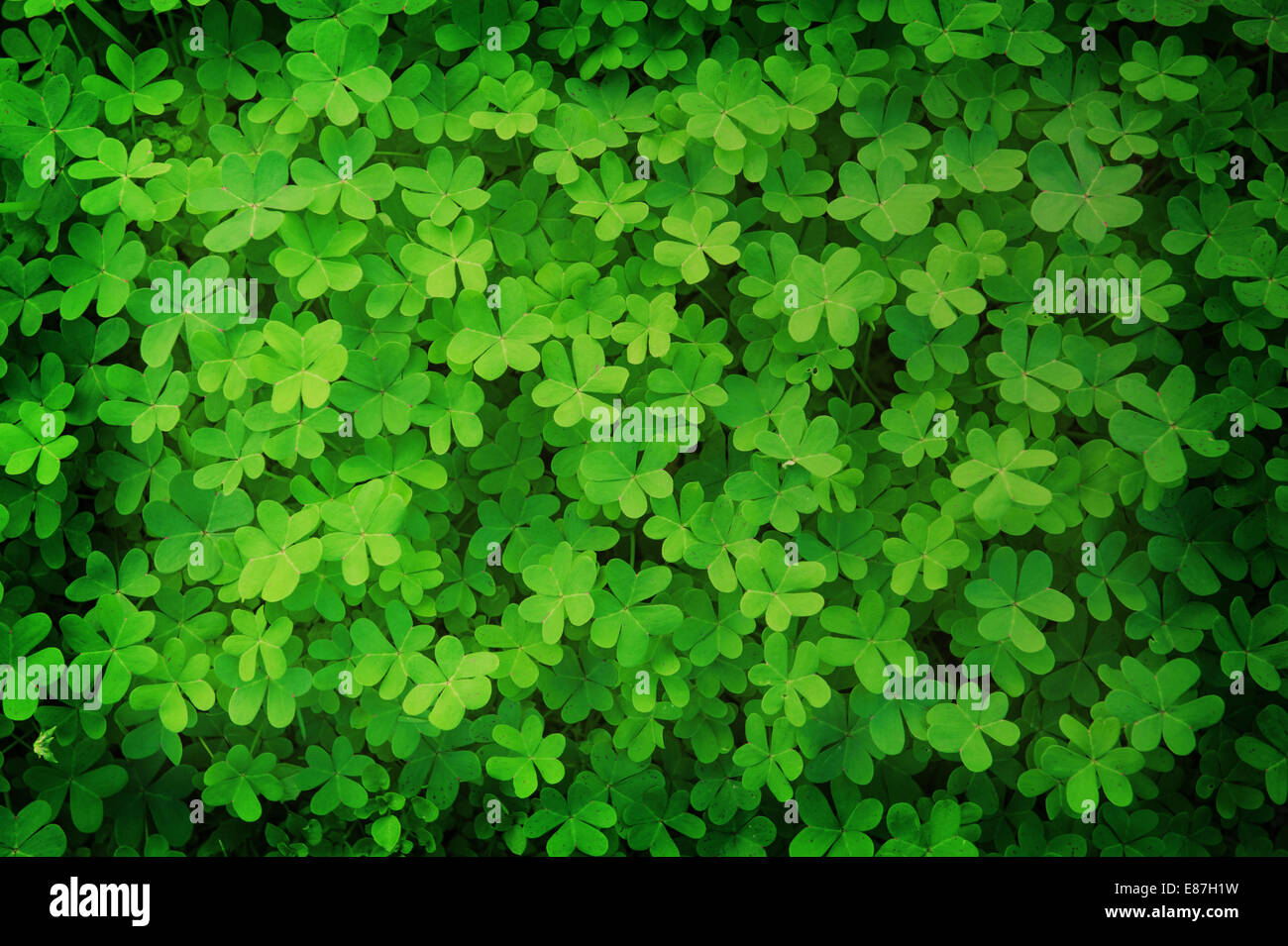 green clover background in vintage style Stock Photo
