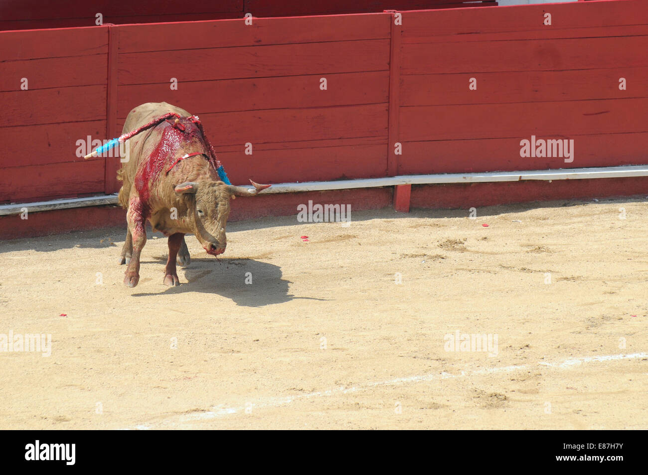 Fighting Bull in the bullring Stock Photo
