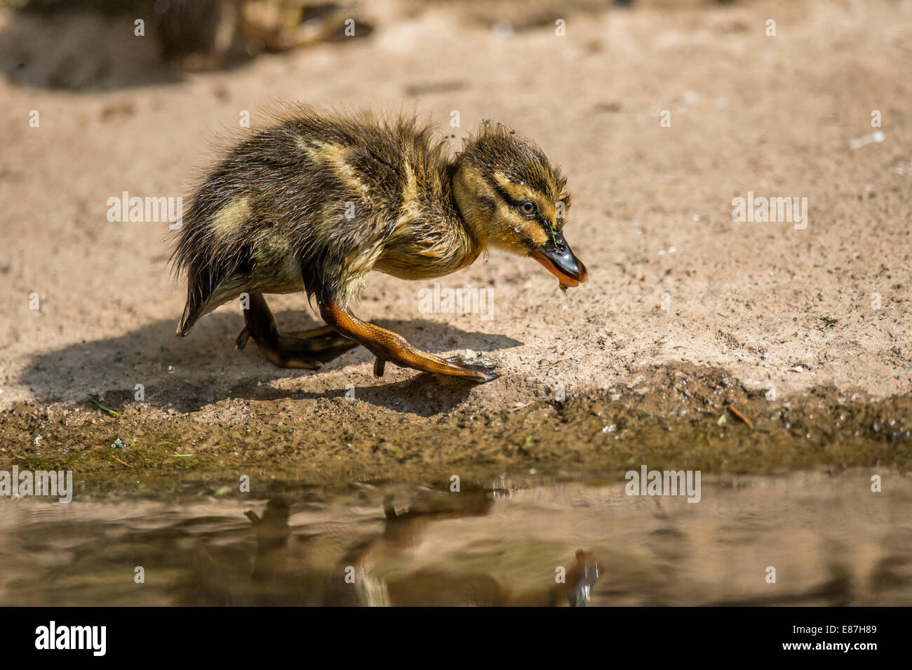 Mallard Duckling at river's edge Stock Photo