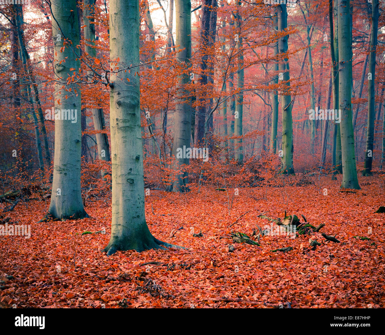 Foggy autumn forest Stock Photo - Alamy