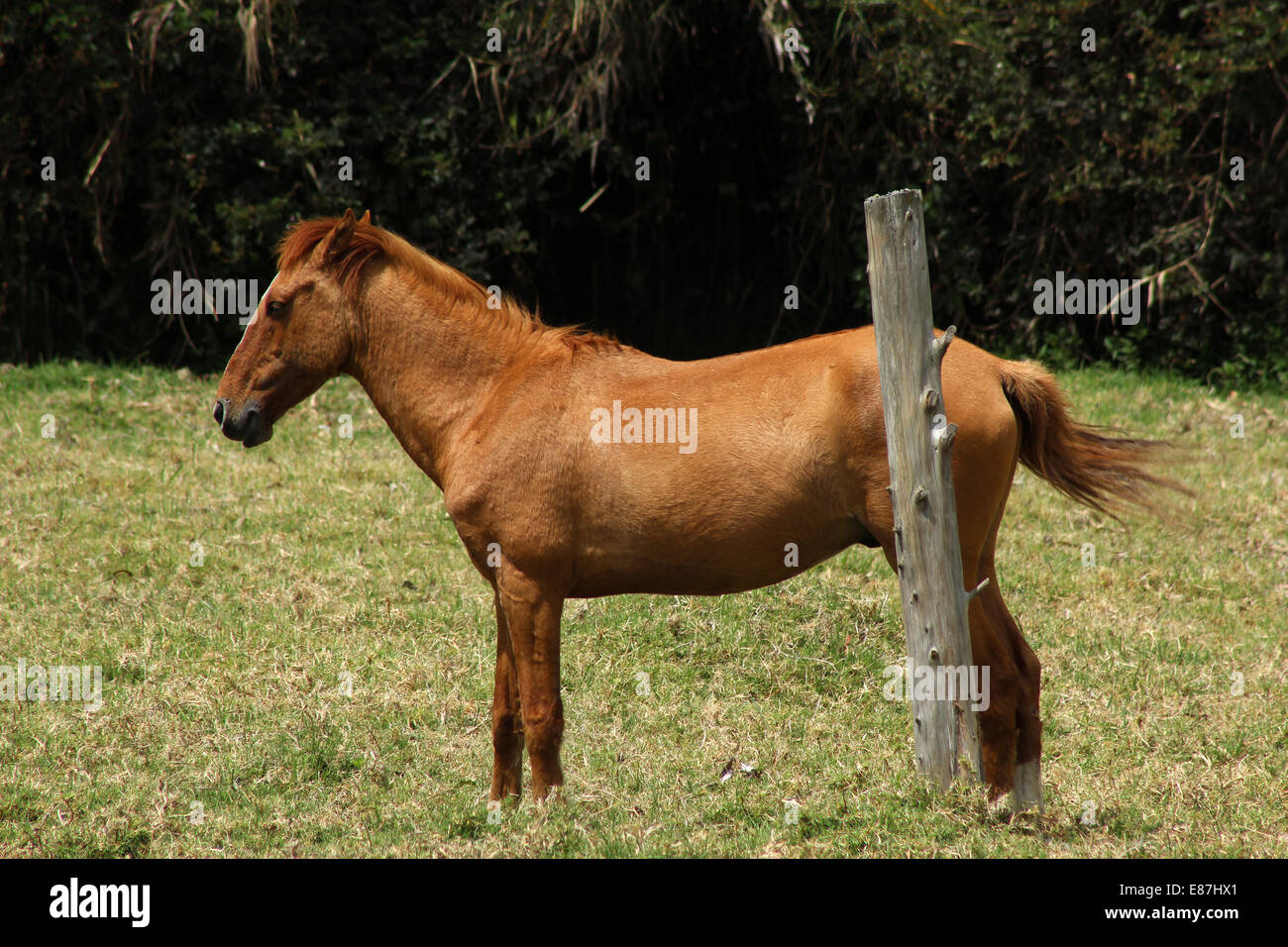 A brown horse standing next to a post in a farmers pasture in Cotacachi, Ecuador Stock Photo