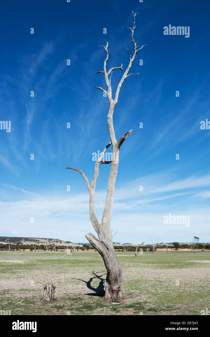 old and dead tree on a dry lake Stock Photo