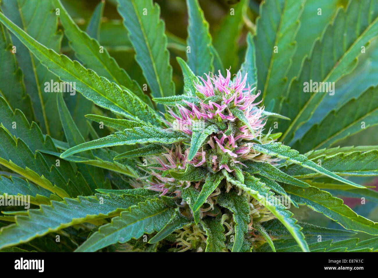 Cannabis sativa  'Skunk'  variety flowering. Stock Photo