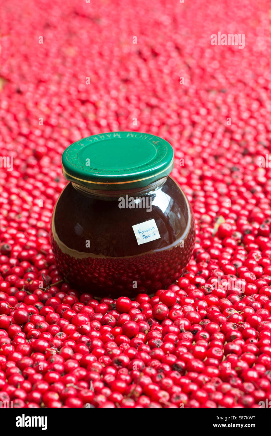 Rowan berries and a jar of homemade rowan jelly Stock Photo Alamy