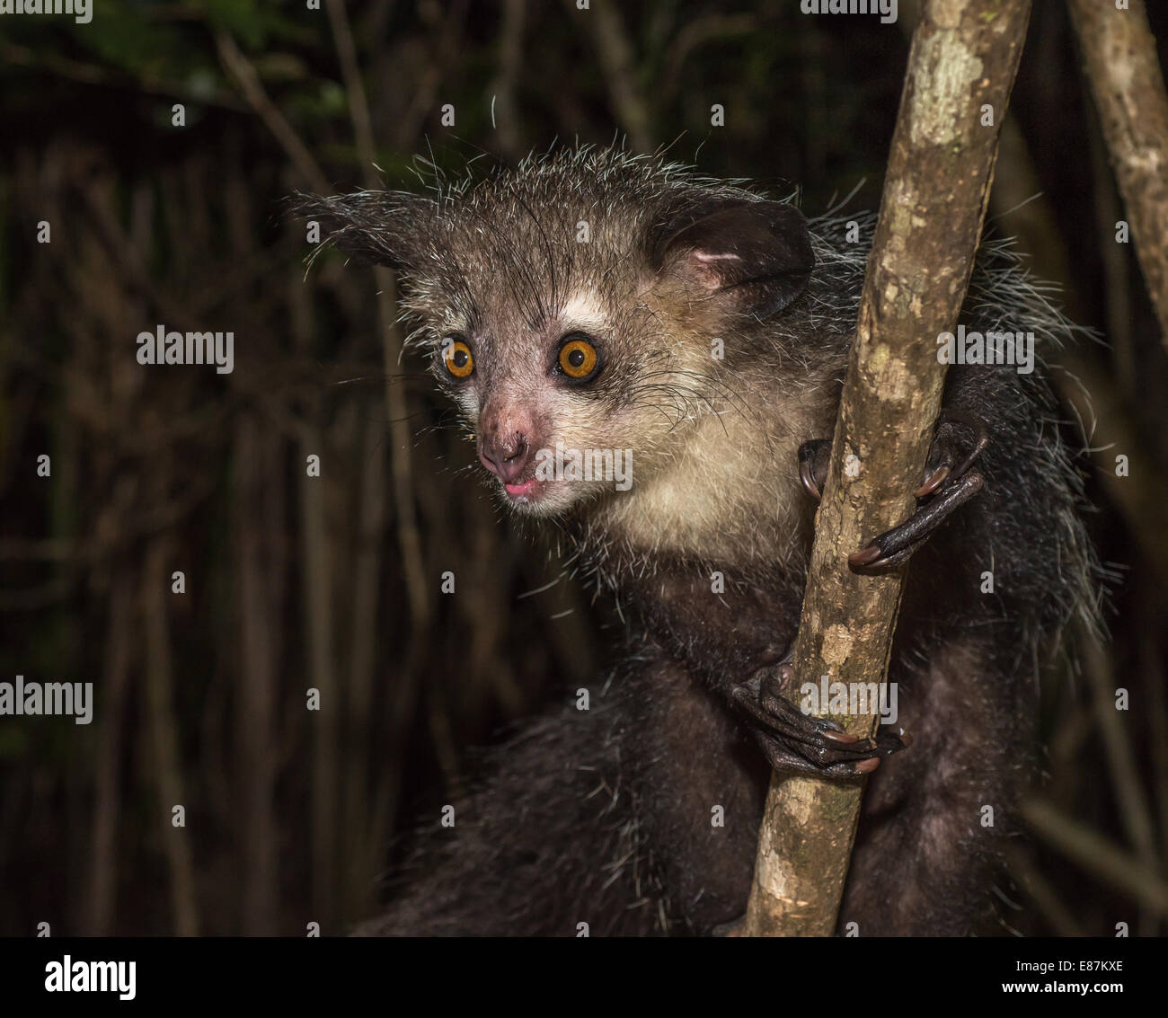 Aye-aye, nocturnal lemur of Madagascar Stock Photo