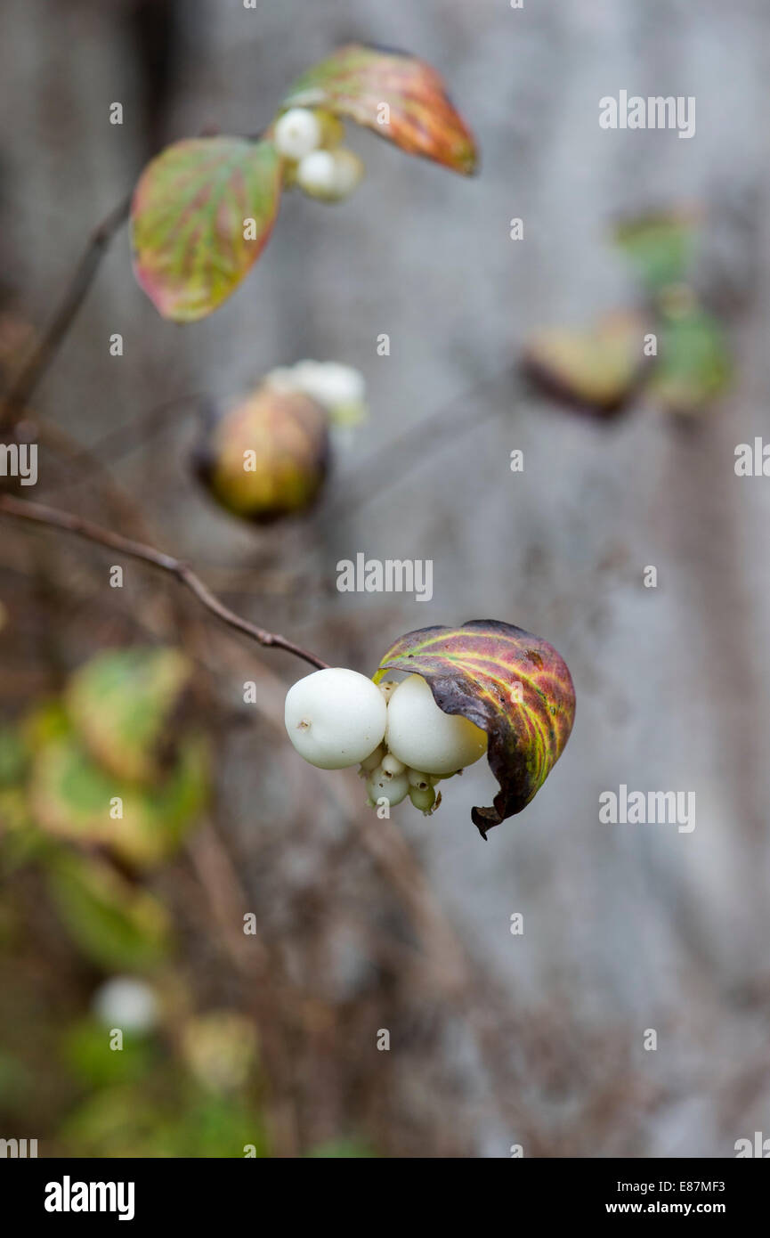 Symphoricarpos albus. Common Snowberry in autumn Stock Photo