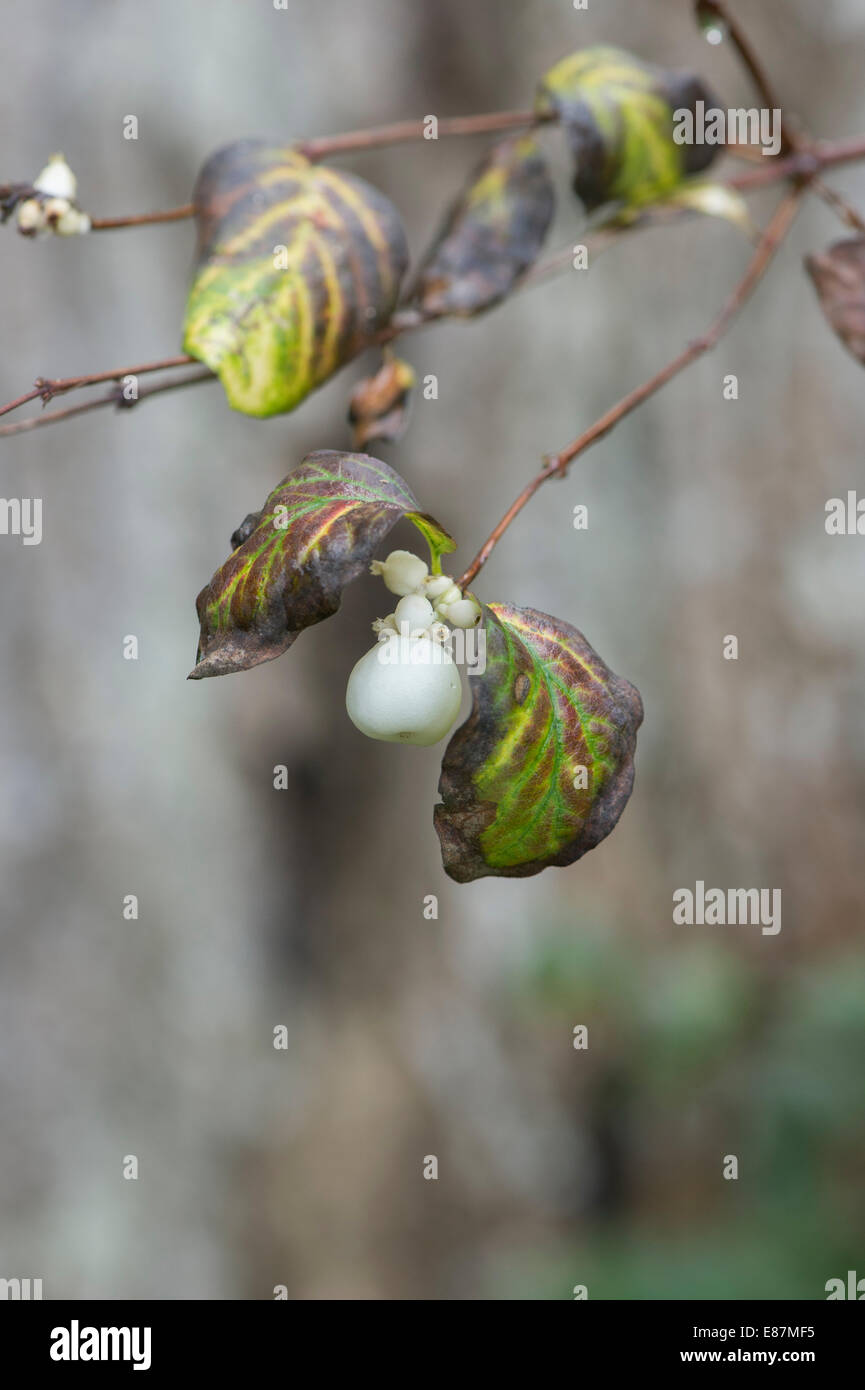 Symphoricarpos albus. Common Snowberry in autumn Stock Photo