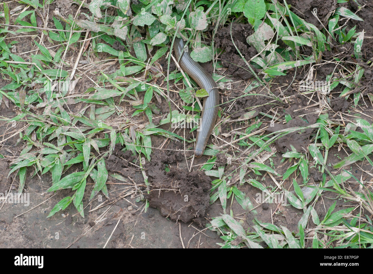 Spotted Bind Snake crossing the path at Agumastsa, Wli, Ghana Stock Photo