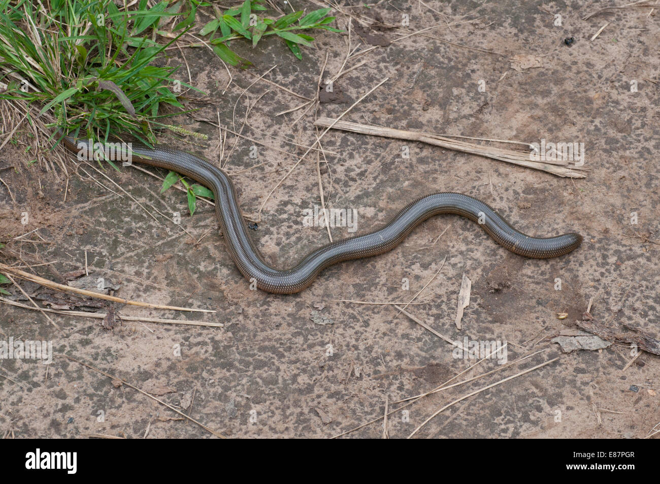 Spotted Bind Snake crossing the path at Agumastsa, Wli, Ghana Stock Photo
