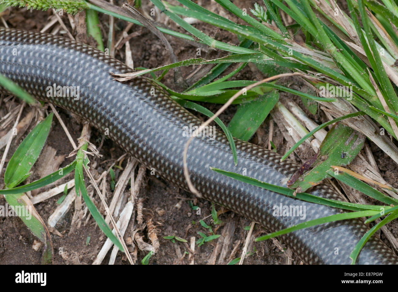 Spotted Bind Snake ( crossing the path at Agumastsa, Wli, Ghana Stock Photo