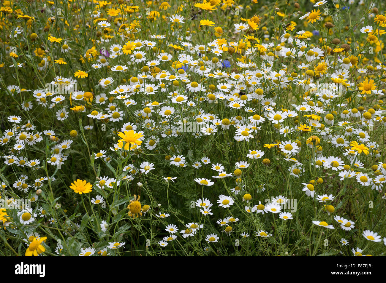 Wild meadow in flower Cornwall England UK August Stock Photo