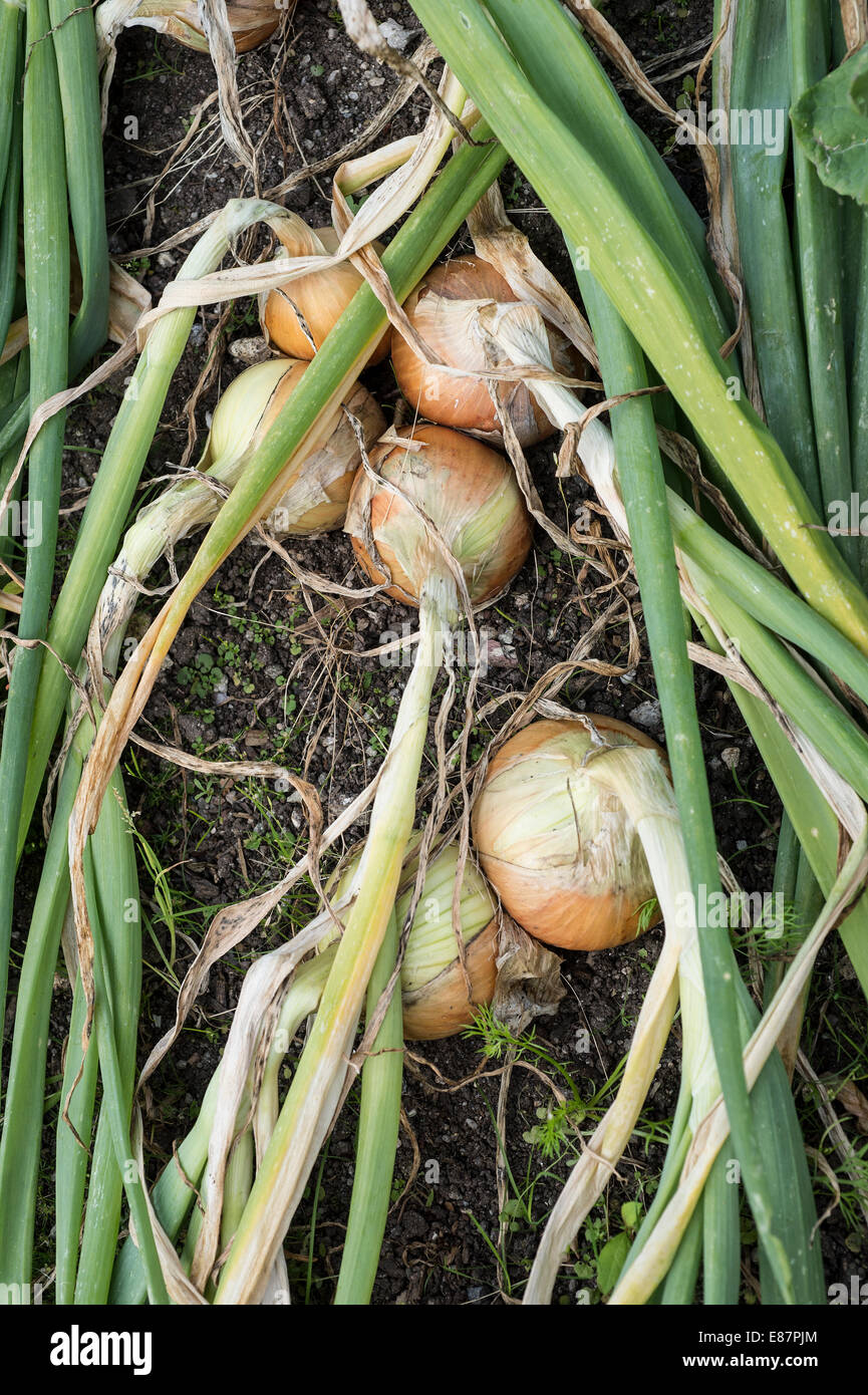 Edible onions allium cepa hi-res stock photography and images - Alamy