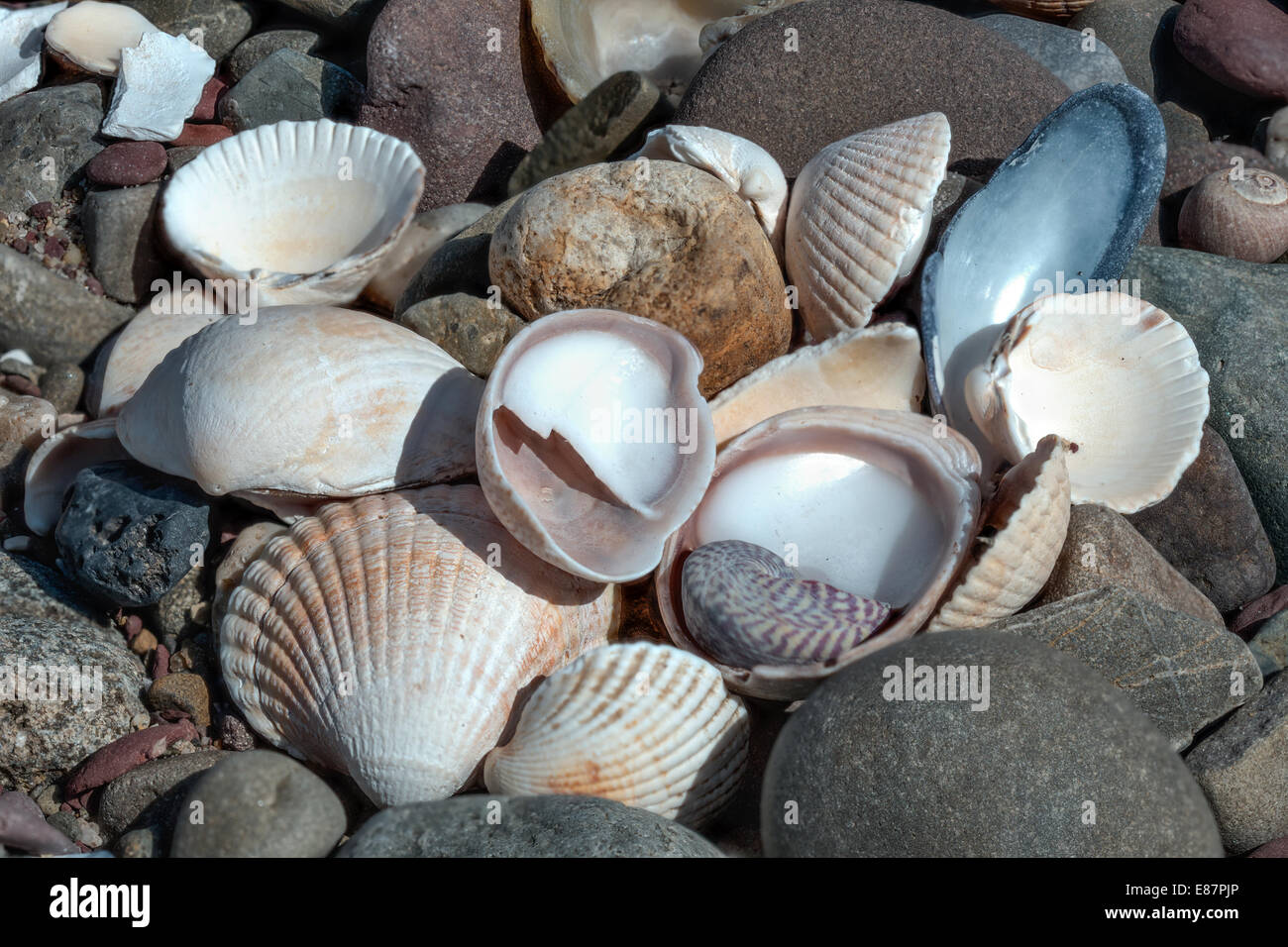Assembly of shells coast the Gann Pembrokshire Wales UK Europe Stock Photo