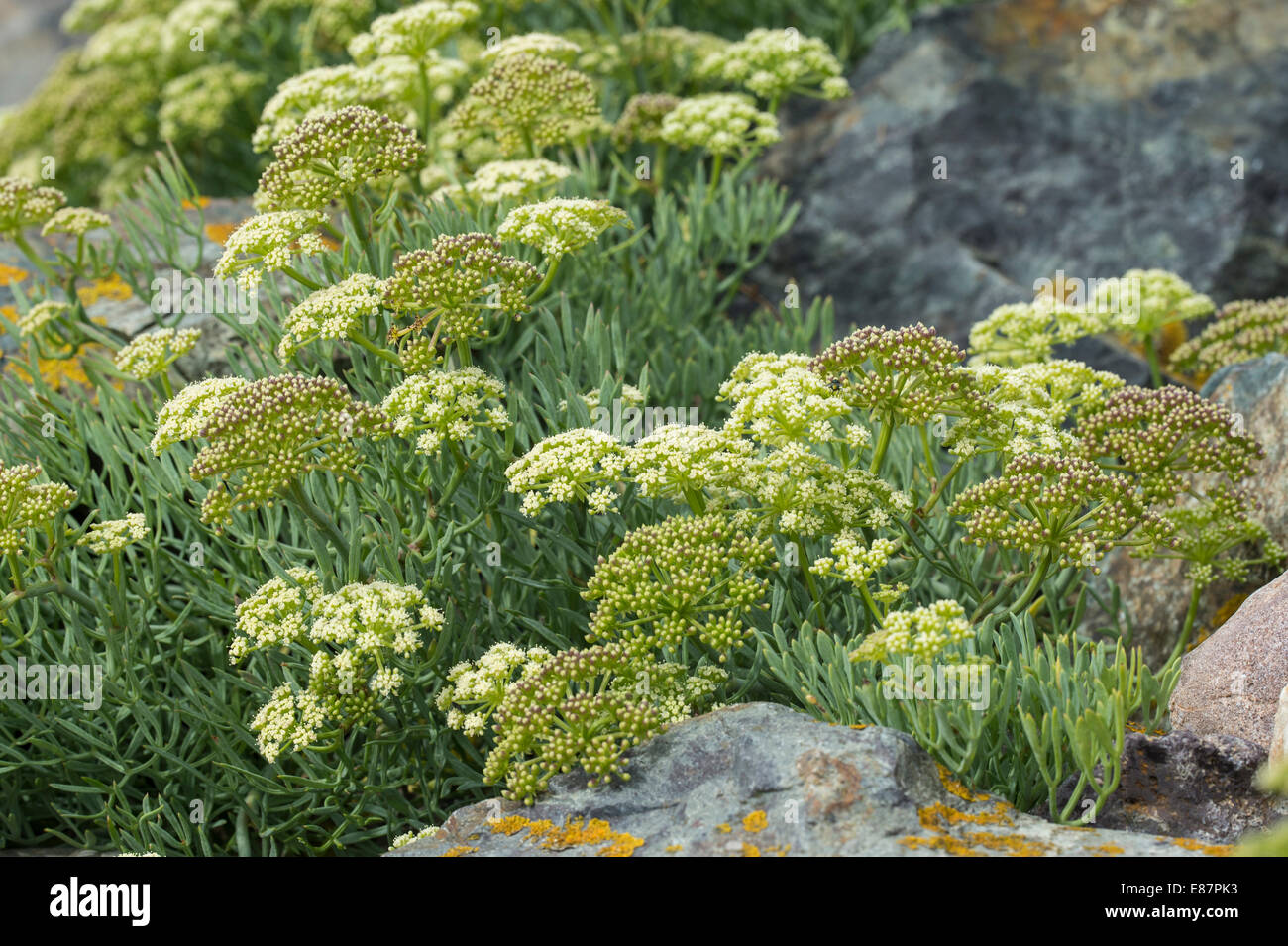 Rock sumpire (Crithmum maritimum) flowers on the Walsh coast UK Europe August Stock Photo
