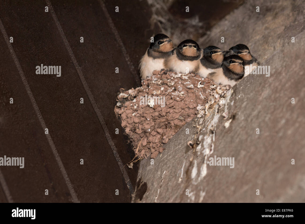 Swallows Return Stock Photos Swallows Return Stock Images Alamy
