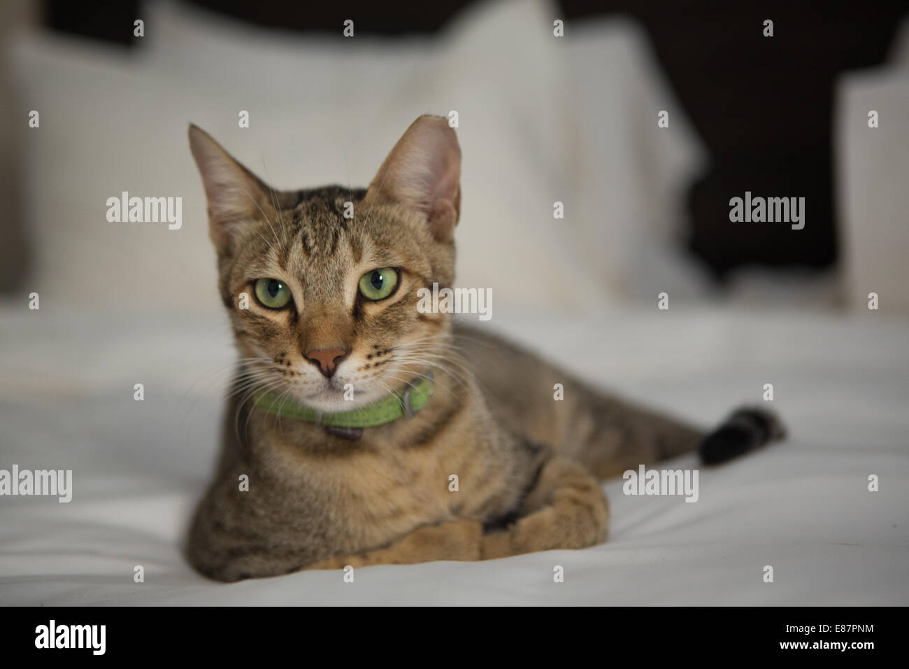 Tabby cat with green eyes and collar lying on a bed Stock Photo - Alamy