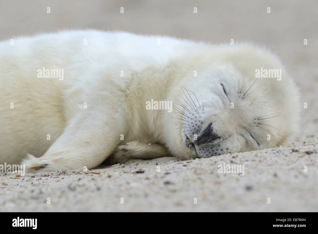 Grey Seal (Halichoerus grypus), pup, Heligoland Düne, Schleswig-Holstein, Germany Stock Photo
