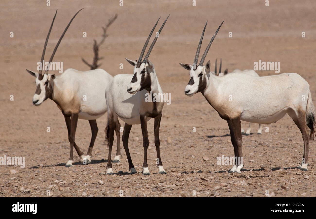 Arabian Oryx (Oryx leucoryx), Oman Stock Photo