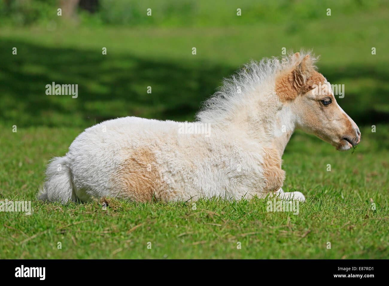 Miniature horse foal hi-res stock photography and images - Alamy