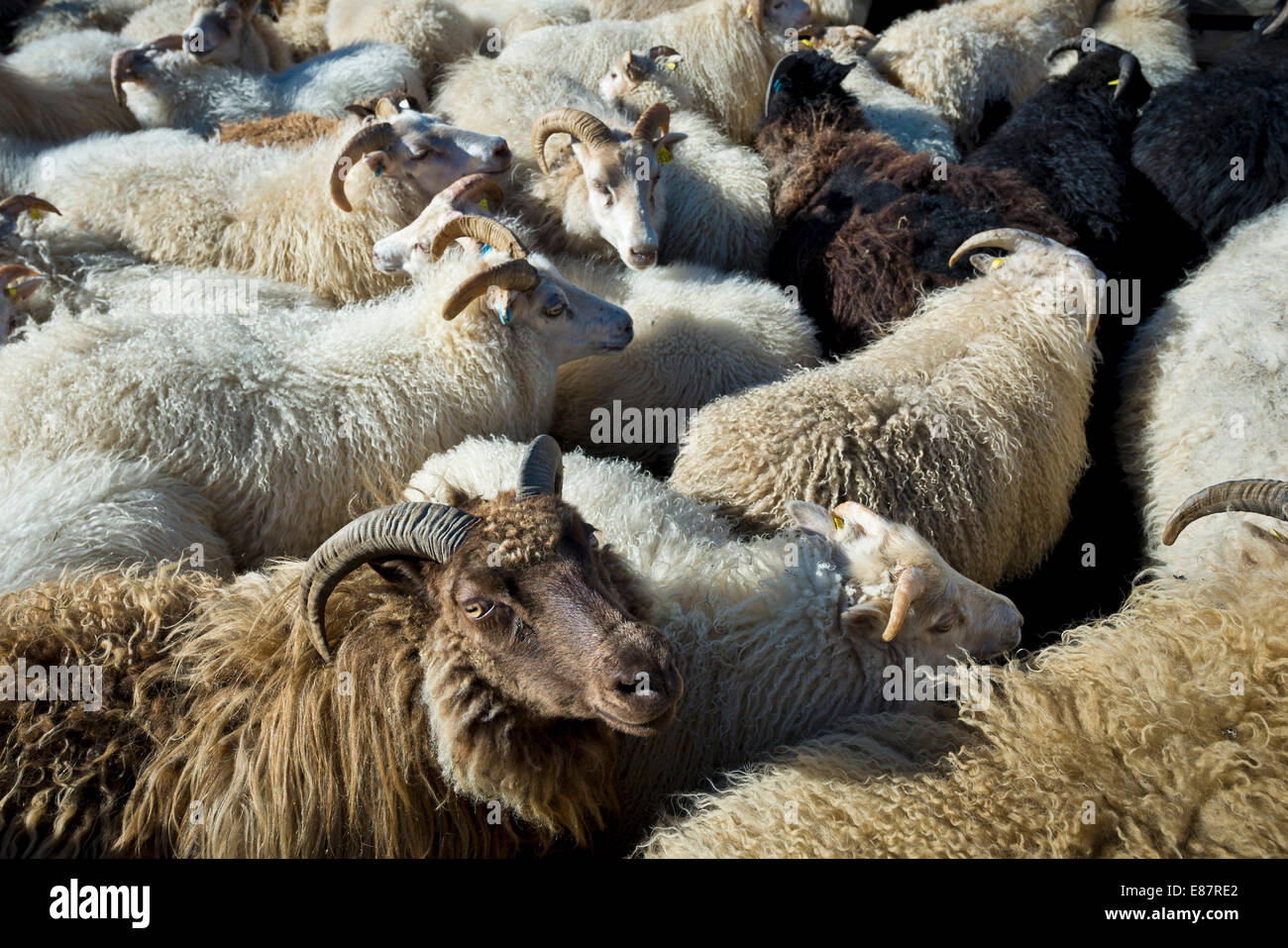 Pen of sheep hires stock photography and images Alamy
