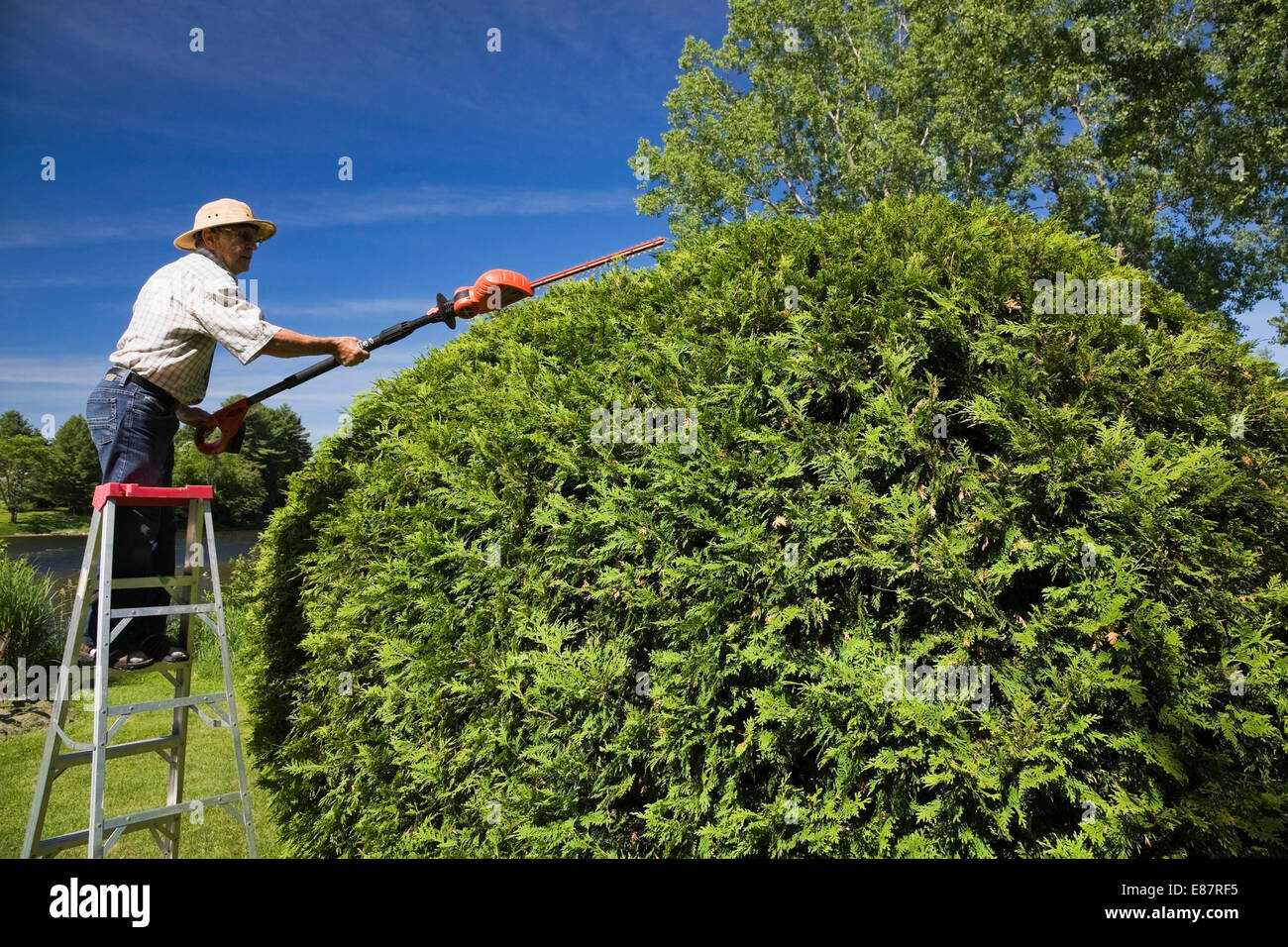 Gardener trimming a cedar tree (Thuja occidentalis), Quebec province, Canada Stock Photo