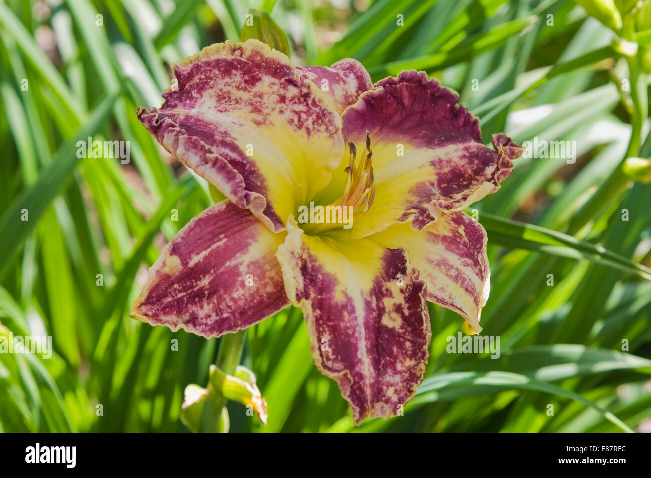 Purple and yellow hybrid daylily (Hemerocallis), Quebec, Canada Stock Photo