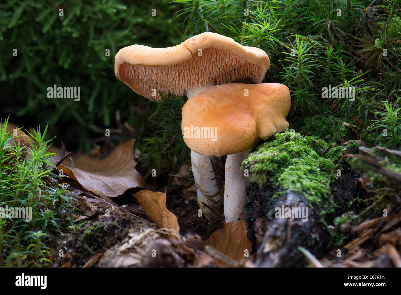 Hedgehog Mushroom (Hydnum repandum var. Rufescens), Mönchbruch forest, Rüsselsheim, Hesse, Germany Stock Photo