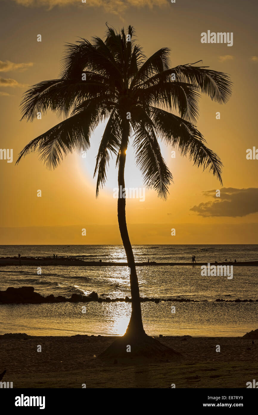 Sunset hawaii palm tree hi-res stock photography and images - Alamy