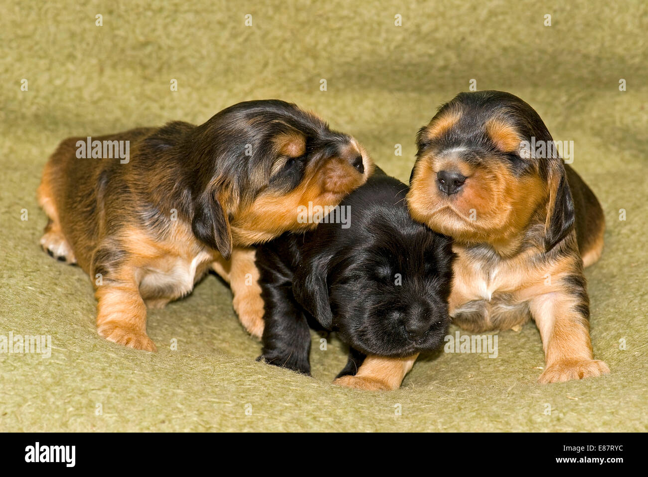 Cocker Spaniels, dog breed, puppies Stock Photo
