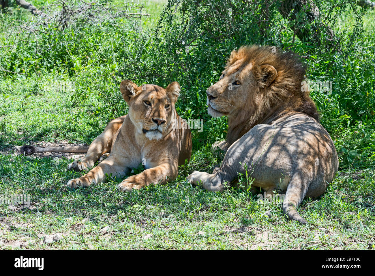 Lions (Panthera leo), male and female resting in the shade, Ndutu, Tanzania Stock Photo