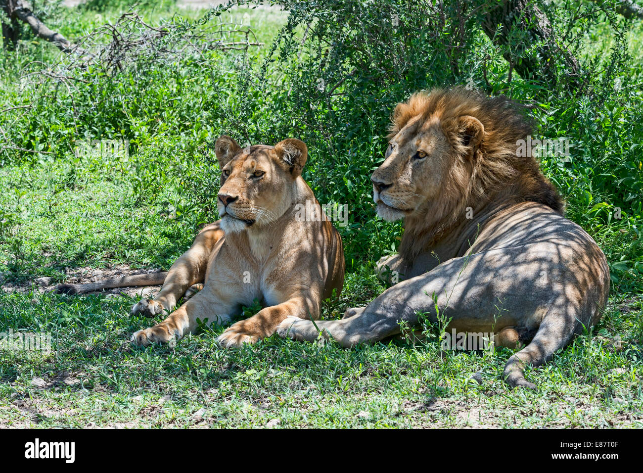 Lions (Panthera leo), male and female resting in the shade, Ndutu, Tanzania Stock Photo