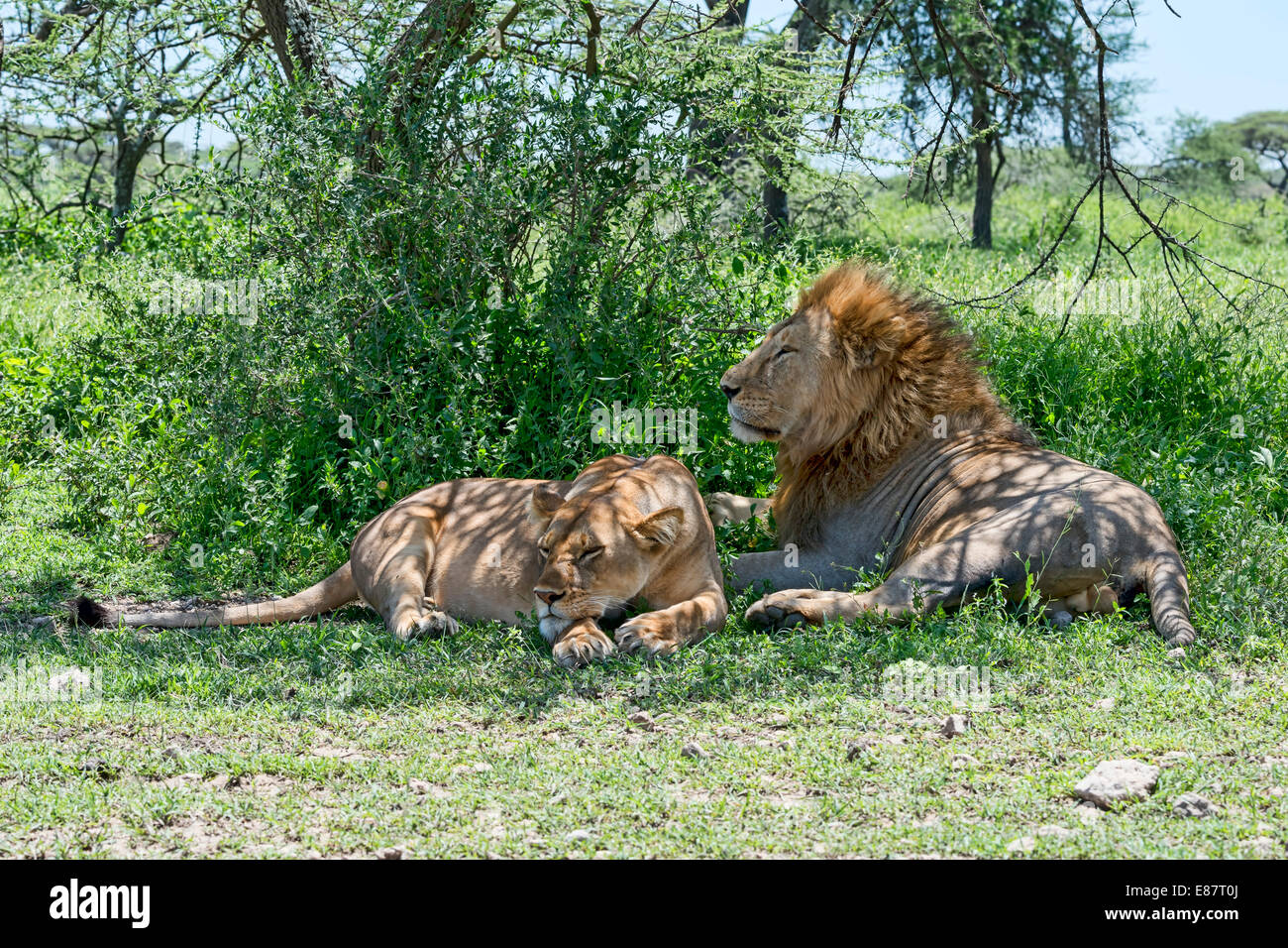 Lions (Panthera leo), male and female resting in the shade, Ndutu, Tanzania Stock Photo